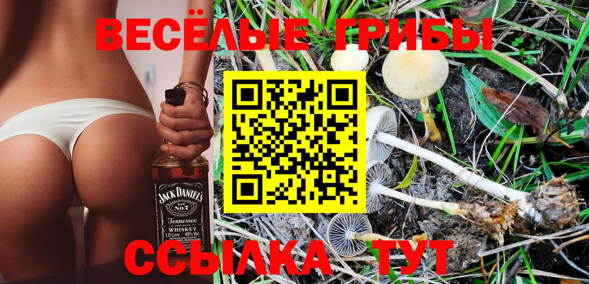 купить наркотики сайты  Вход с VPN  Камышлов  Галлюциногенные грибы MAGIC MUSHROOMS 